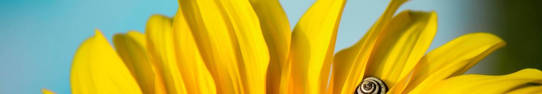 SITU - flower and life